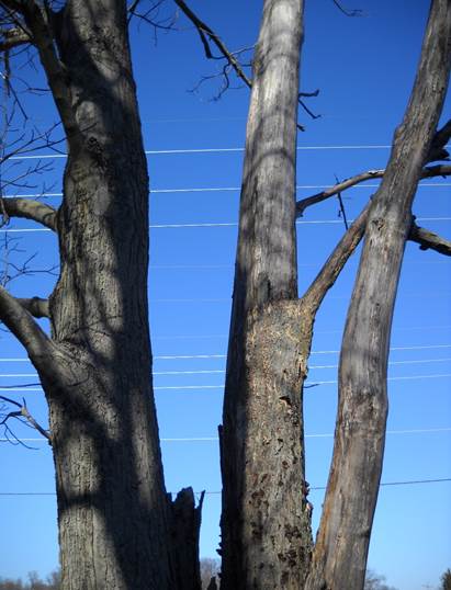 tree limb and resulting hole 017