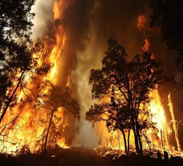 Wildfire