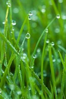 dew-89213__180